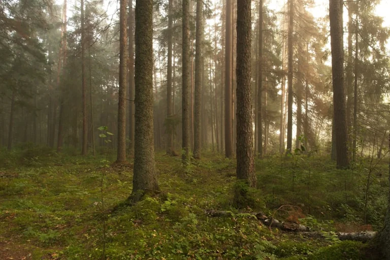 31. juuli ajaloos: Kautla lahingust START I leppeni