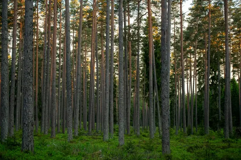 31. juuli ajaloos: Kautla lahingust START I leppeni