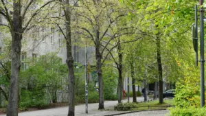 Valgas tuleb sügiseni hooldada 740 tänavapuud