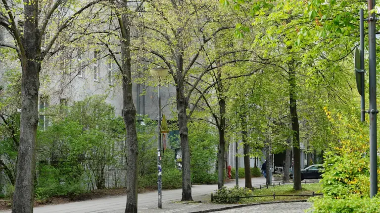 Valgas tuleb sügiseni hooldada 740 tänavapuud
