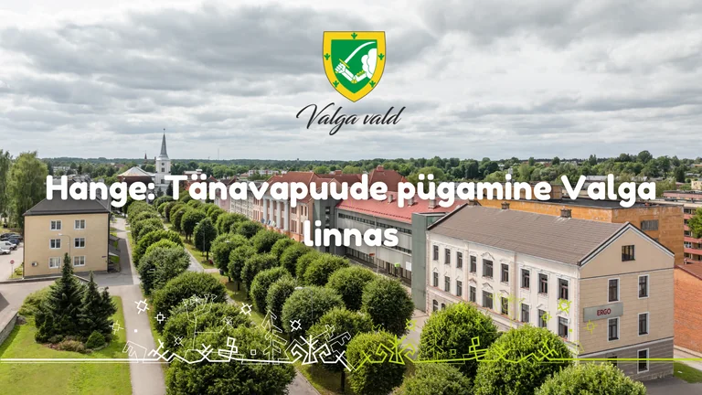 Valgas tuleb sügiseni hooldada 740 tänavapuud