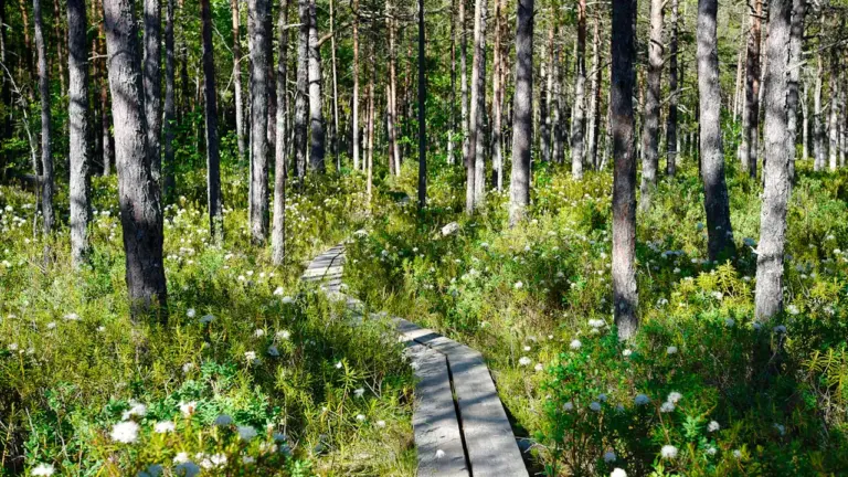 15.–16. august Eestis: kolm tasuta loodusretke perele