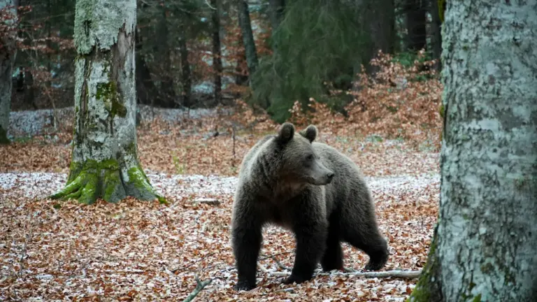 Pruunkaru seismas sügiseses Eesti loodusele sarnanevas metsas koos langenud lehtedega.
