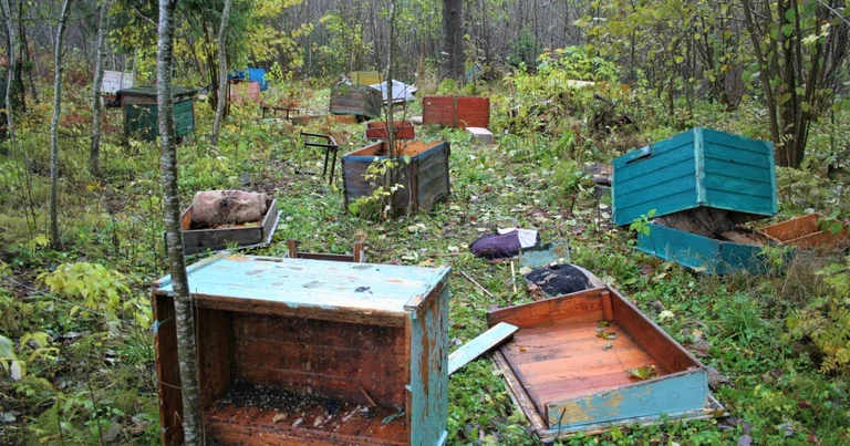 Järvamaal anti luba kahe karu küttimiseks: loomad kaotasid inimpelglikkuse