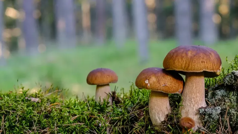 Ohutu seenelkäik 5.–6. septembril: tundmatu seen jäägu metsa