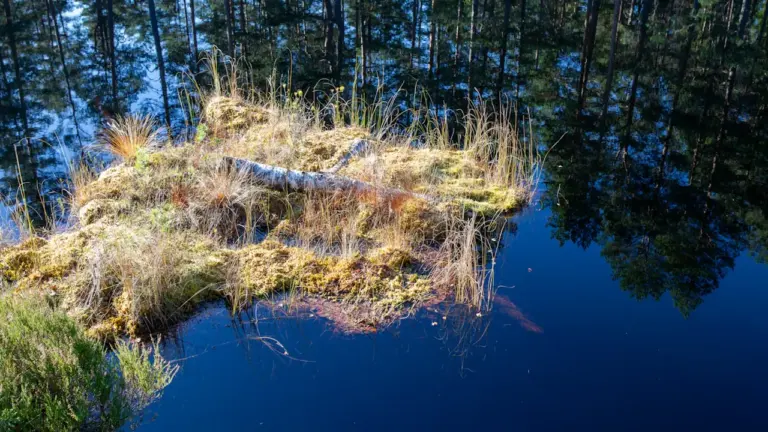 Väike samblasaar ja puud peegeldumas tumedas rabavees Rääma raba piirkonnas Eestis.